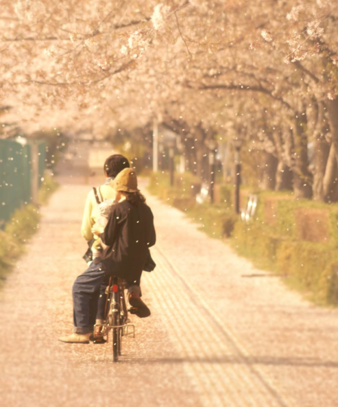 桜並木の道を自転車で二人乗りしている後ろ姿